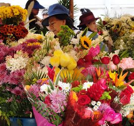 Estudio Sampere - Blumen in Cuenca